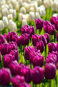 Hollande, Keukenhof