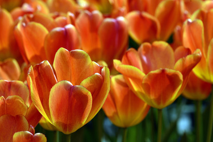 Hollande, Keukenhof