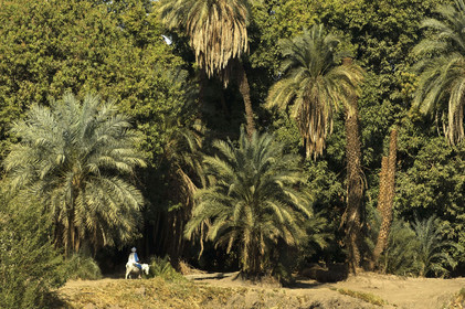 Egypte, vallée du Nil