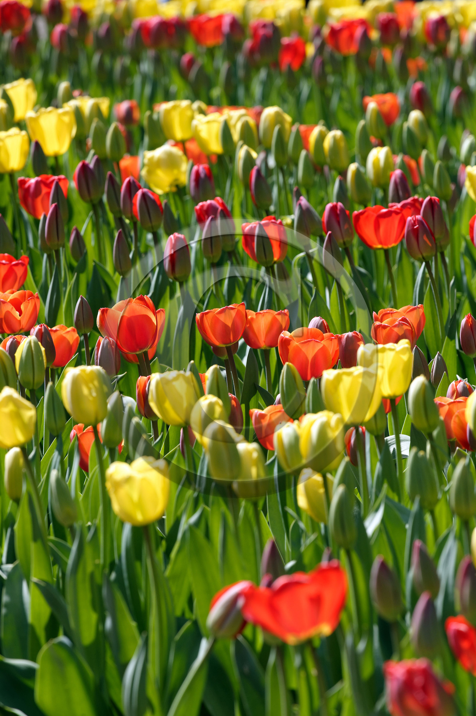Hollande, Keukenhof