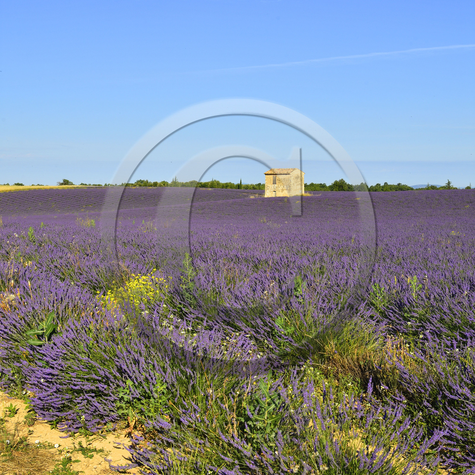 France, Valensole