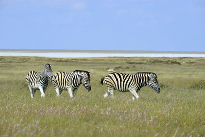 Namibie, Etosha