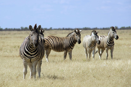 Namibie, Etosha