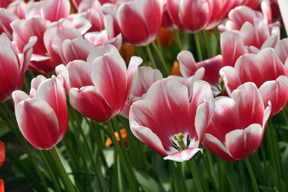 Hollande, Keukenhof