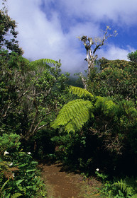 Ile de la Réunion.France