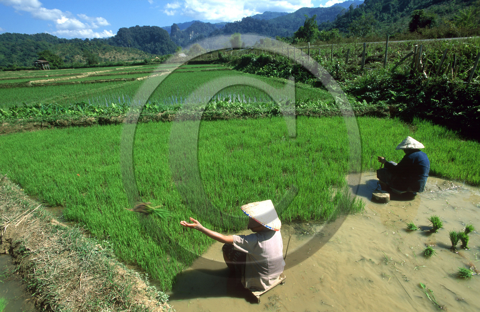 LAOS   VANG VIENG   RIZIÈRES.