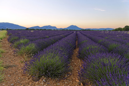 France, Valensole