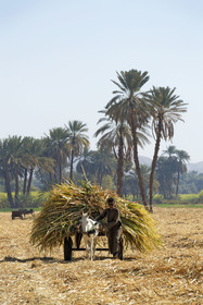 Egypte, Nil