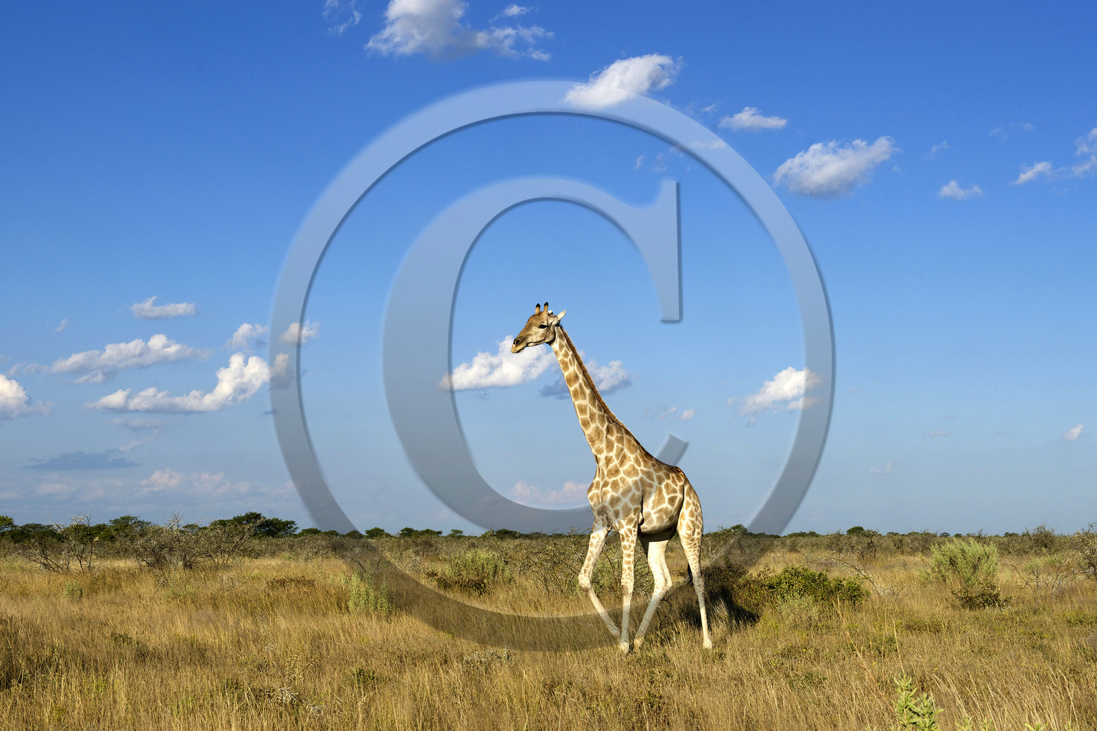Namibie, Etosha