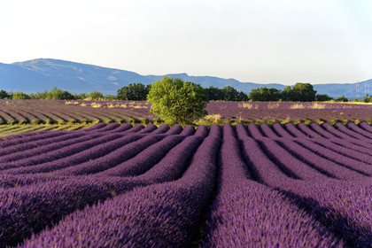 France, Valensole