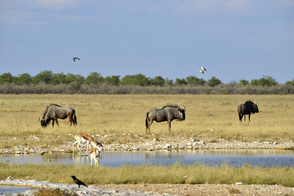 Namibie, Etosha