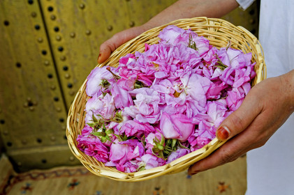 Roses, Maroc