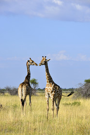 Namibie, Etosha
