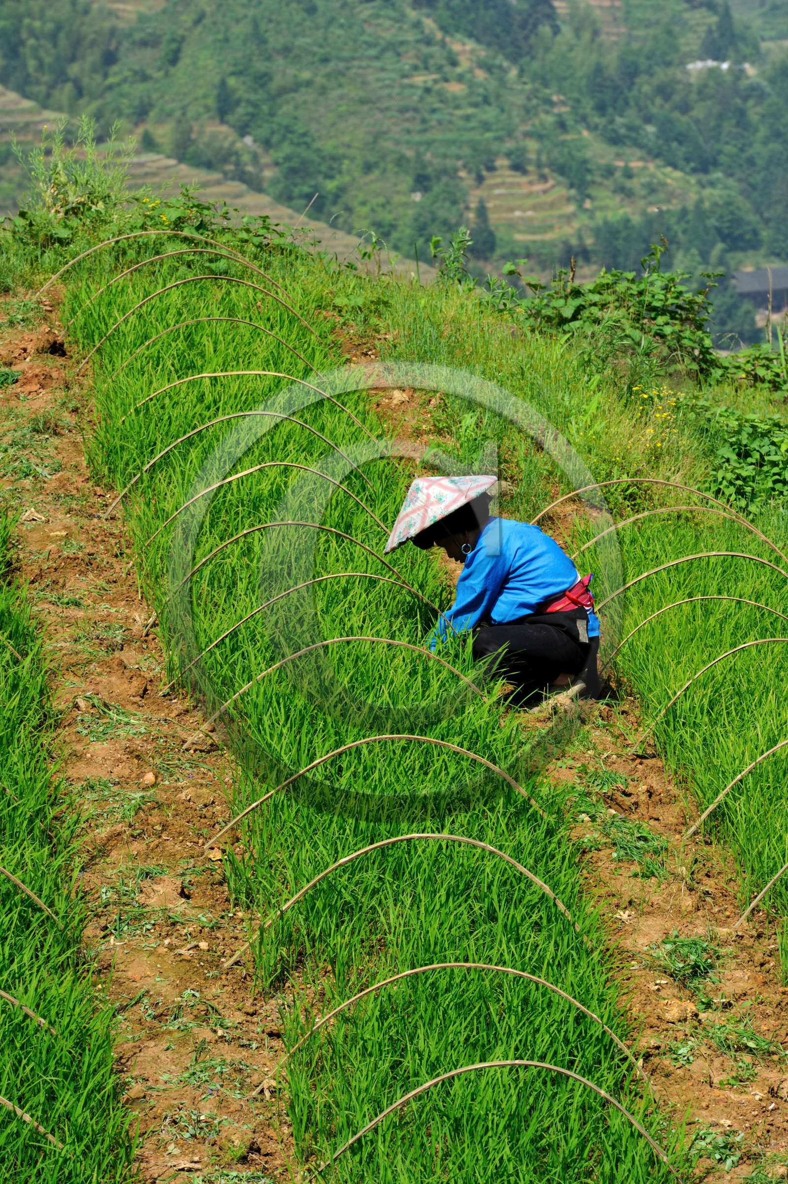 Chine, Longsheng