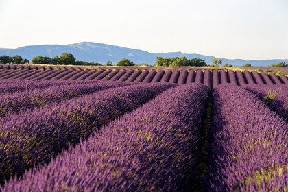 France, Valensole