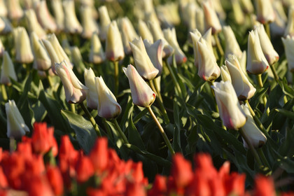 Hollande, Keukenhof