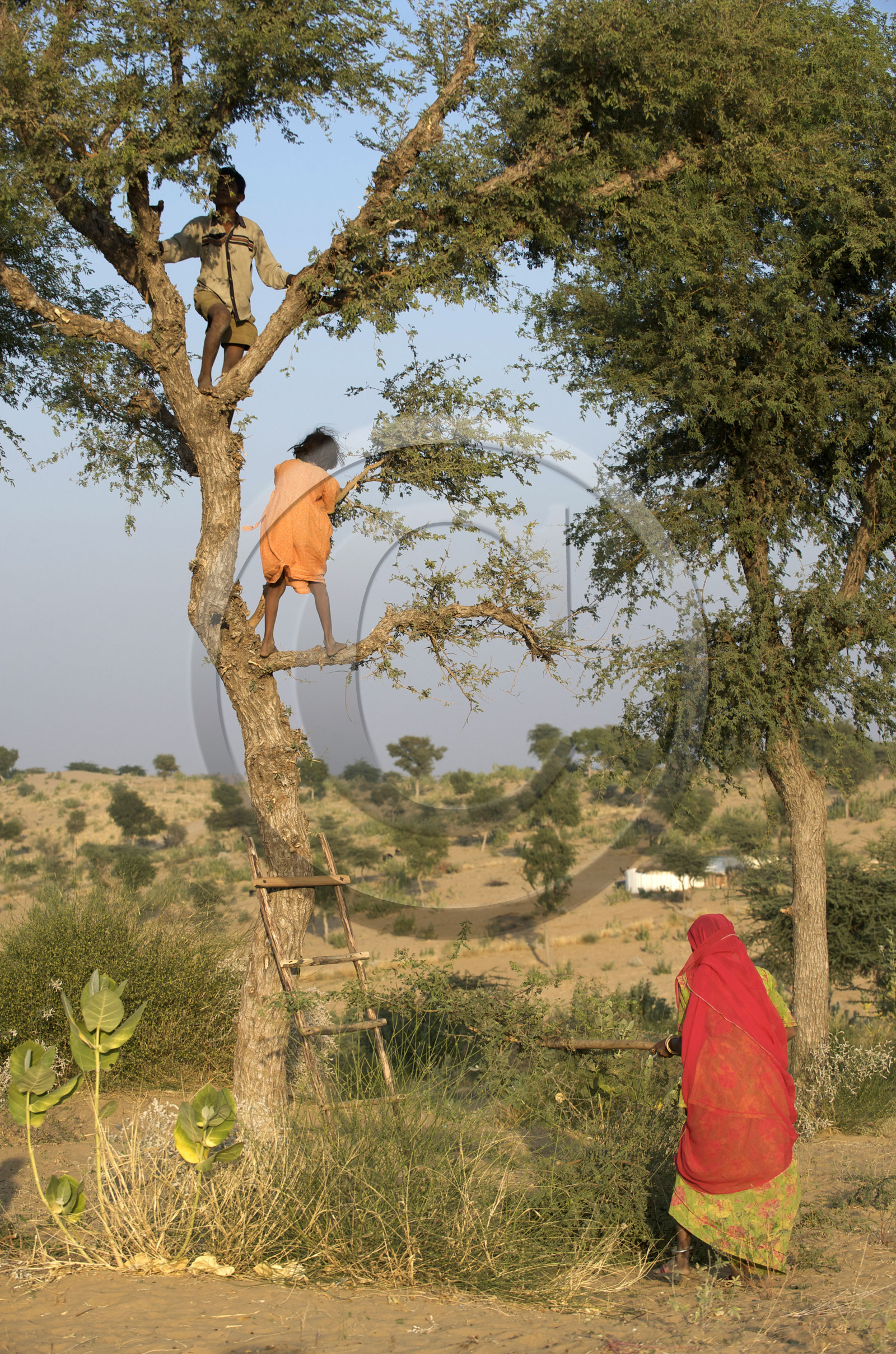 Inde, Rajasthan