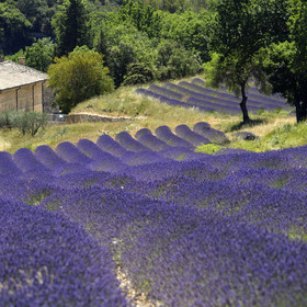 France, Senanque