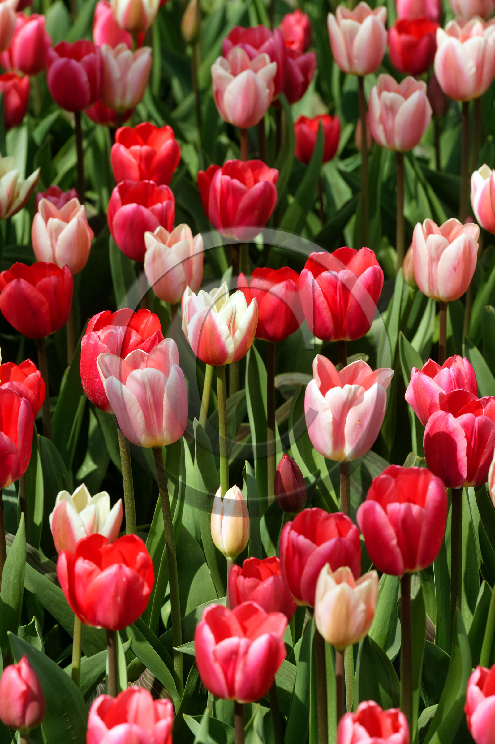 Hollande, Keukenhof
