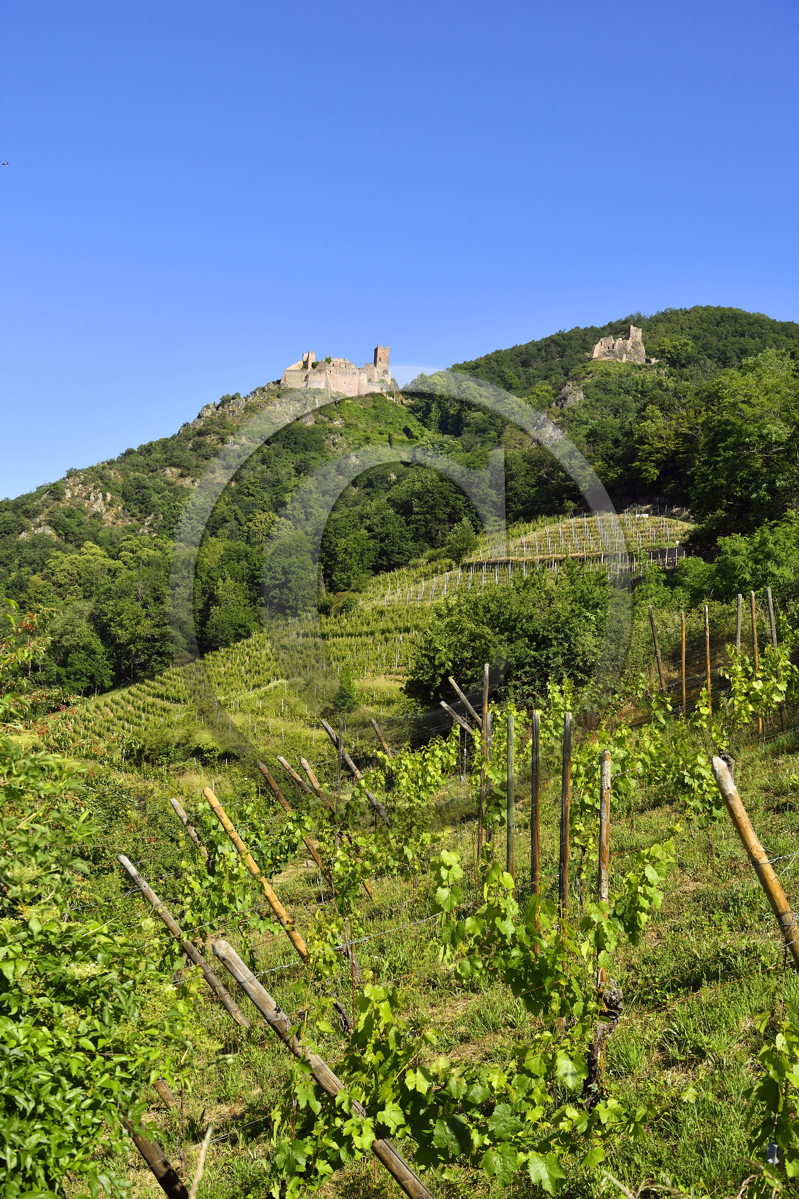 France, Ribeauville