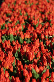 Hollande, Keukenhof