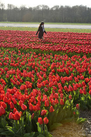Hollande, Keukenhof