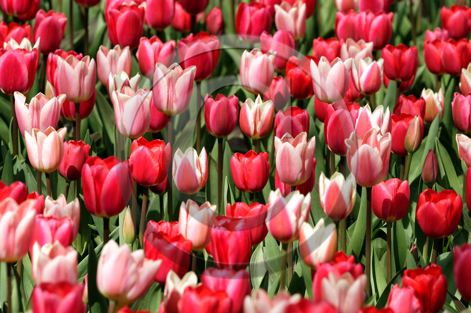 Hollande, Keukenhof