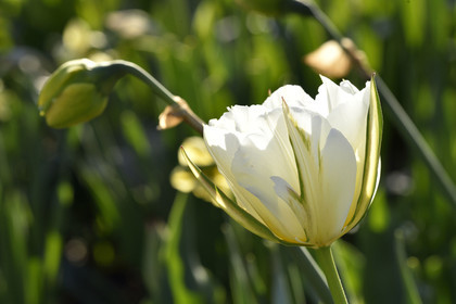 Hollande, Keukenhof